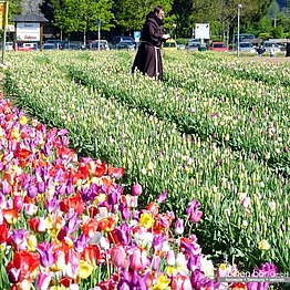 140.000 Tulpen auf einem Blumenfeld