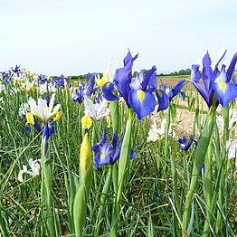 Irisblüte Anfang Mai