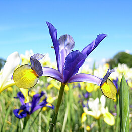 Irisblüte auf unseren Feldern